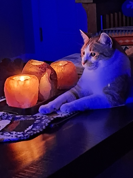 Entry image for Cheeto. Clicking this image will show a larger photo