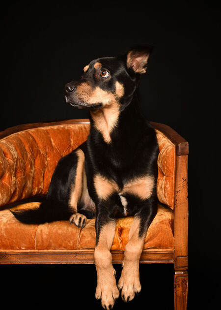 Entry image for Loki. Clicking this image will show a larger photo