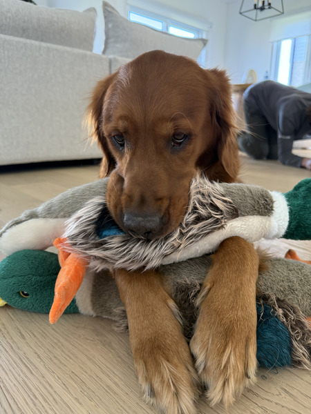 Entry image for Marley. Clicking this image will show a larger photo