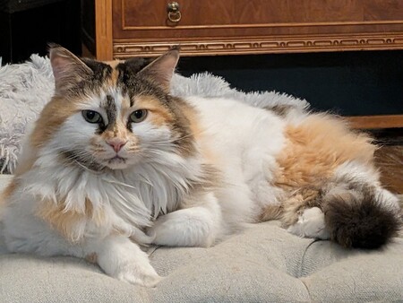Entry image for Phoebe . Clicking this image will show a larger photo