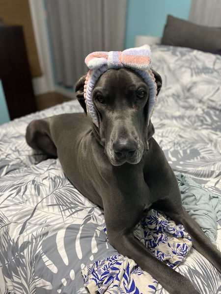 Entry image for Daisy. Clicking this image will show a larger photo