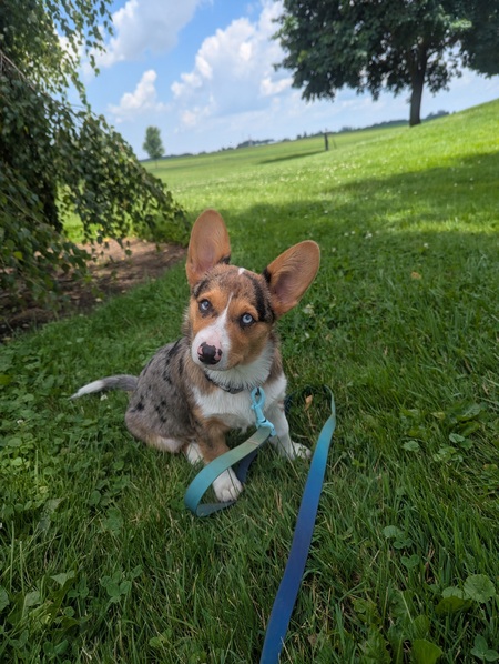 Entry image for Theo. Clicking this image will show a larger photo