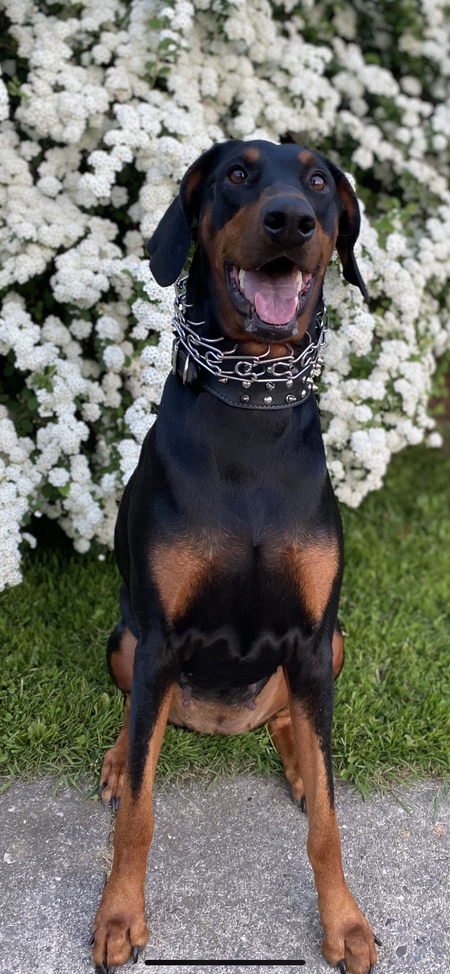 Entry image for Coco . Clicking this image will show a larger photo