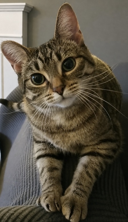 Entry image for Millie . Clicking this image will show a larger photo