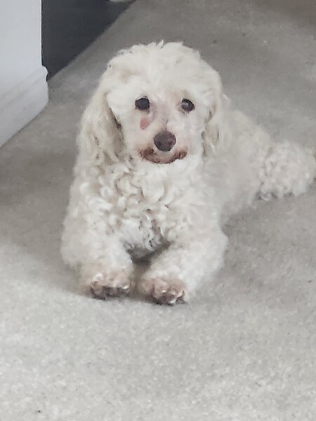 Entry image for Whitey. Clicking this image will show a larger photo