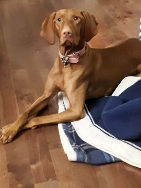 Entry image for Lola. Clicking this image will show a larger photo
