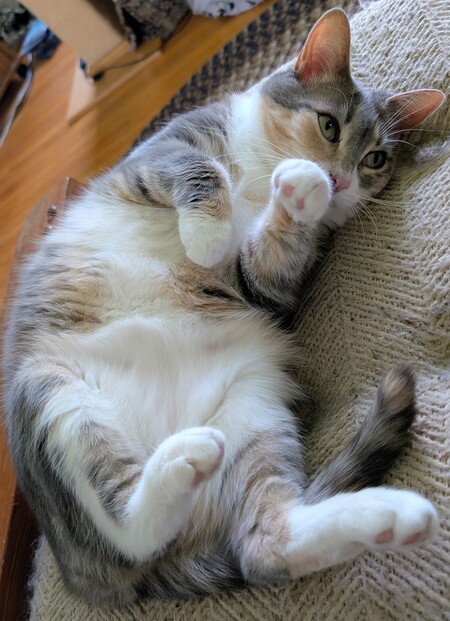 Entry image for Penny. Clicking this image will show a larger photo