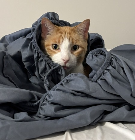 Entry image for Tommy. Clicking this image will show a larger photo