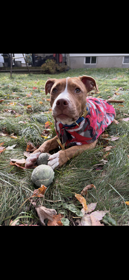 Entry image for Cherry . Clicking this image will show a larger photo