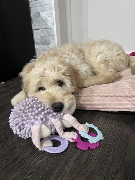 Entry image for Bailey . Clicking this image will show a larger photo