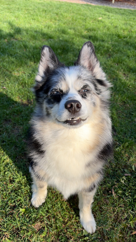 Entry image for Reginald. Clicking this image will show a larger photo