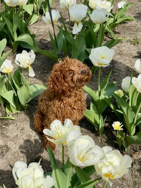 Entry image for Ollie. Clicking this image will show a larger photo