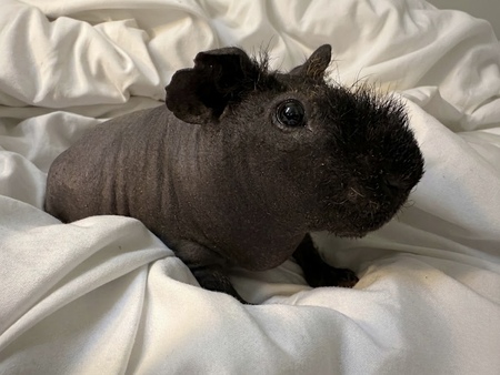 Entry image for Rufus. Clicking this image will show a larger photo