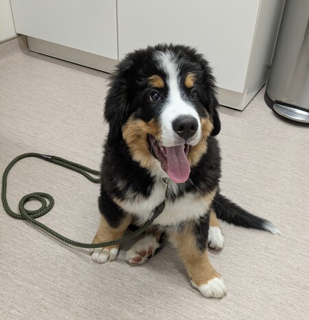 Entry image for Bruno. Clicking this image will show a larger photo