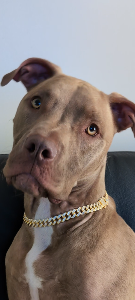 Entry image for Gracie . Clicking this image will show a larger photo