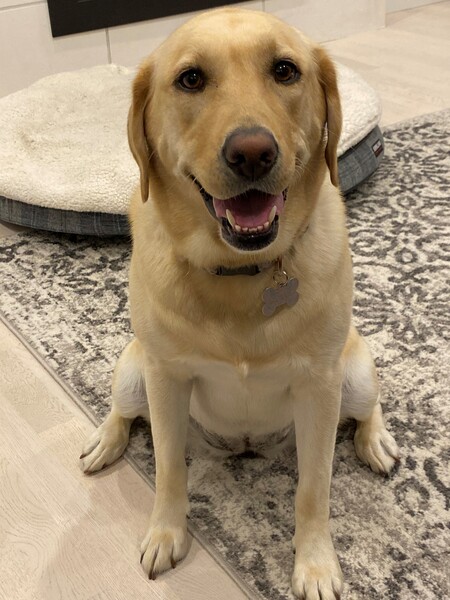 Entry image for Millie. Clicking this image will show a larger photo