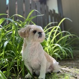 Entry image for Pinecone