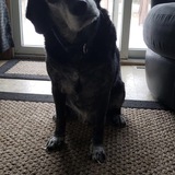 Entry image for Boomer