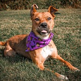 Entry image for Monty