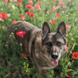 Entry image for Atlas