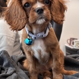 Entry image for Rosie