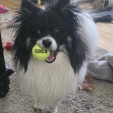 Entry image for Maverick  James