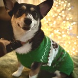 Entry image for Amelia