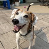 Entry image for Toby