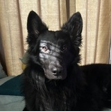 Entry image for Bear