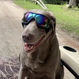 Entry image for Gunner