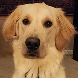 Entry image for Simon