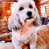 Entry image for Tazzy