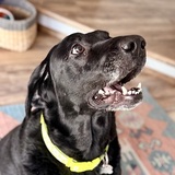 Entry image for Izzy