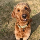 Entry image for Finnley