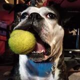 Entry image for Potato