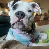 Entry image for Thomas 