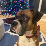 Entry image for Riggs