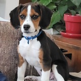 Entry image for Flora  (aka "The Beast")