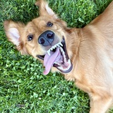 Entry image for Nilah