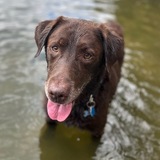 Entry image for Tank