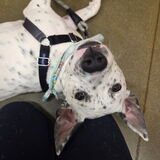 Entry image for Toni Bologna 