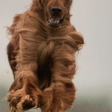 Entry image for Guinness 