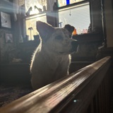 Entry image for Simon