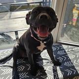 Entry image for Minnie Mae