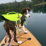 Entry image for Katana 