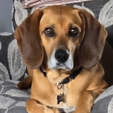 Entry image for Ruger