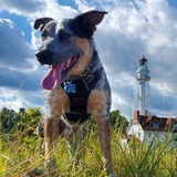 Entry image for Bernard