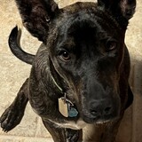 Entry image for Gunner