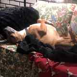 Entry image for Tango