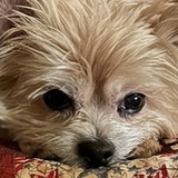 Entry image for TEDDY